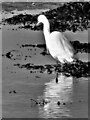 Little Egret - Fairlie, North Ayrshire