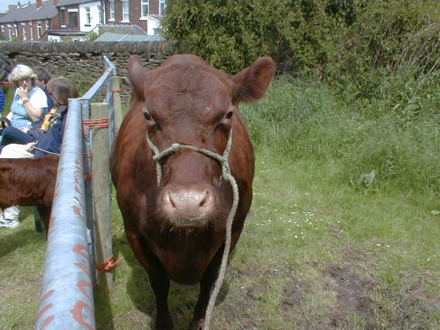 Pedigree Red Poll Cow