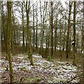 Frost in Gedling Country Park ? 10