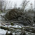 Frost in Gedling Country Park ? 11