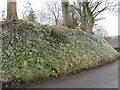 Snowdrops at Lockton