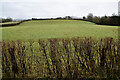 Bare hedge along Carnony Road