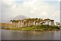 L8047 : Pines Island, County Galway - May 1994 by Jeff Buck