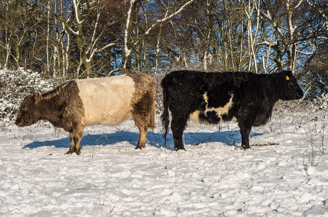 back-to-back-ian-capper-cc-by-sa-2-0-geograph-britain-and-ireland