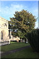 SK9538 :  St John the Baptist church; A Churchyard Yew by Bob Harvey