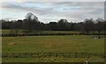 Pasture south of Wilmslow