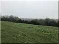 Grassland and Gorse near Fulford