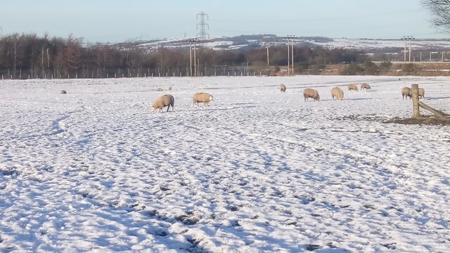 Sheep Grazing in the Snow