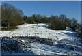 Clearing in Colwick Woods Park