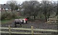 Horses at a stables in Upper Wickham Lane