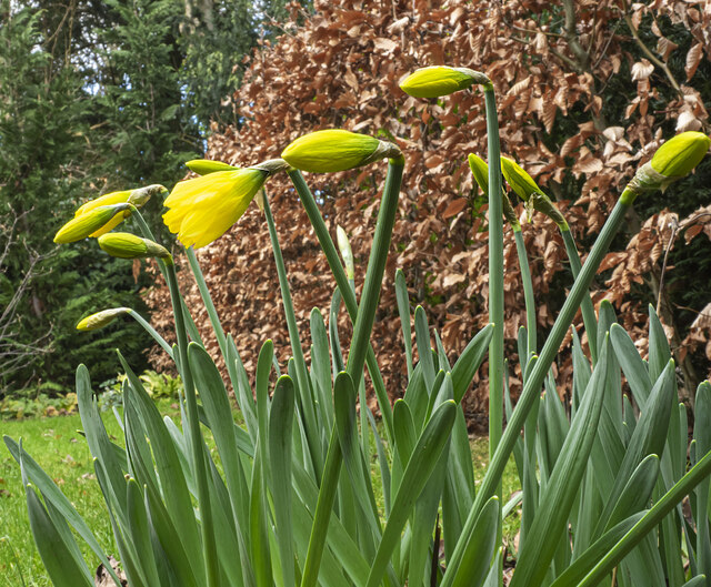 Opening daffodil buds