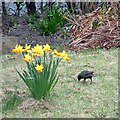 Daffodils and a starling