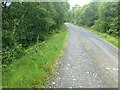 The forest road above Kinloch Lodge