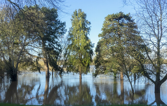 Trees in the flood, 2