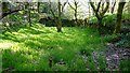 Birtle Dene Mill, Cheesden Valley