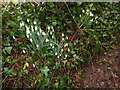 Snowdrops beside the footpath