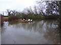 Ducks on their island in a pond at Shoot Hill