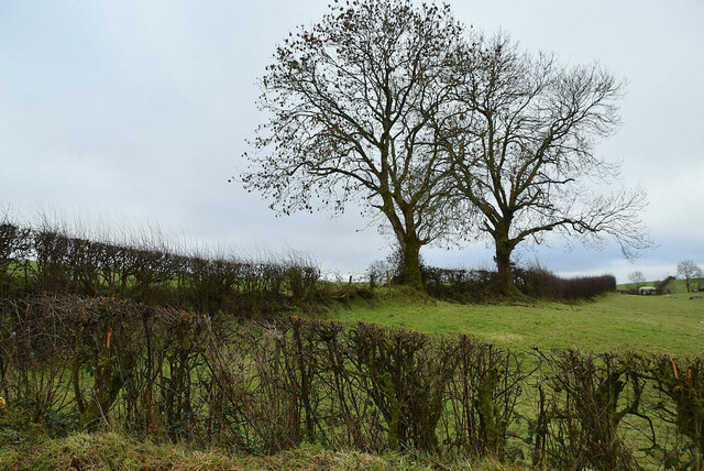 Bare hedge and trees, Moylagh © Kenneth Allen :: Geograph Britain and ...