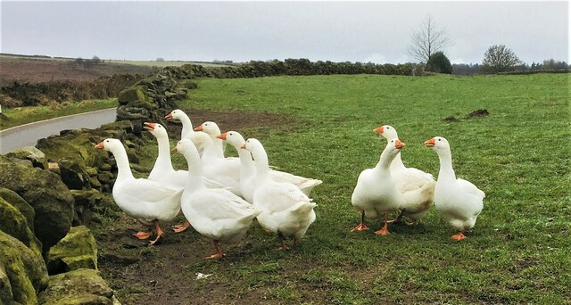 The Whitwell Lane geese