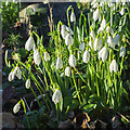 Snowdrops, Galanthus nivalis, 3