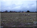 View to Ford village amenities from a footpath