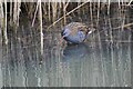 NZ3669 : Water Rail in Northumberland Park, North Shields by Les Hull