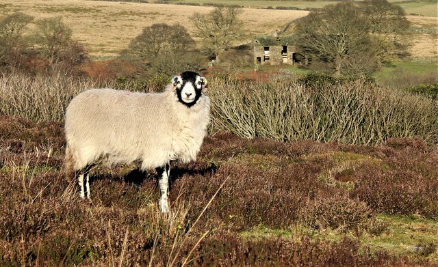 Sheep on Broomhead Moor.