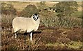 SK2396 : Sheep on Broomhead Moor. by Dave Pickersgill