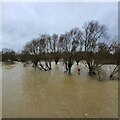 TL0649 : The Great Ouse in Flood - Boxing Day 2020 by Duncan Richardson