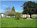 SY2998 : Churchyard trees, Axminster by Jaggery