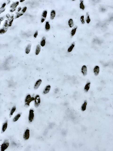 Rabbit tracks © Alan Hughes :: Geograph Britain and Ireland