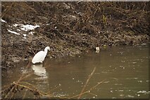 SK5034 : Little egret on the River Erewash by David Lally