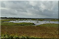 R3860 : Marshes, Shannon Estuary by N Chadwick