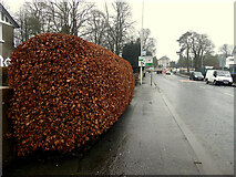 H4572 : Copper beech hedge along Campsie Road, Omagh by Kenneth  Allen