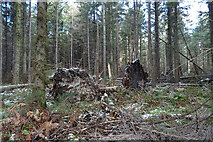 NJ3058 : Fallen Trees by Anne Burgess