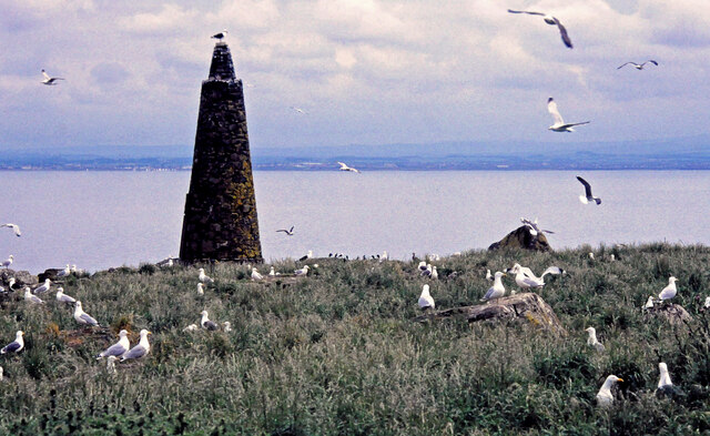 Gulls on Lady Isle 1997