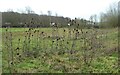 Teasels in Lorenden  Park, Painters Forstal