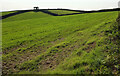SX8749 : Farmland, Swannaton by Derek Harper