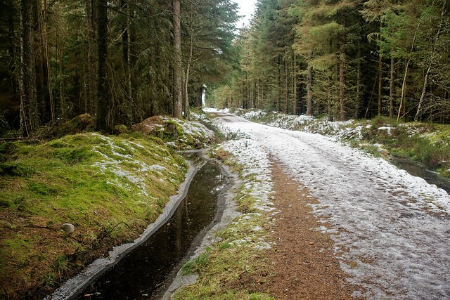 Forestry road in Upper Knockbain Wood