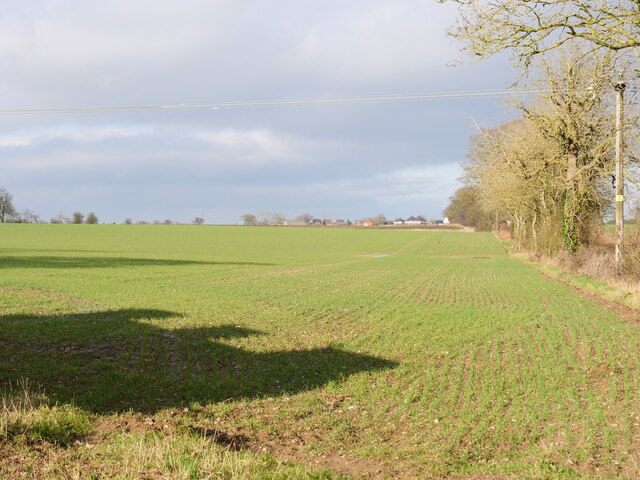 Winter Cereals bordered by Hedge
