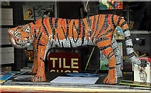 NT4936 : Asha the Bengal tiger by Walter Baxter