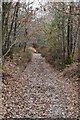 TQ6242 : Woodland footpath by N Chadwick