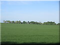 Field near Findowrie