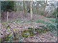 Snowdrops on the wooded slopes north of Lee Brockhurst village