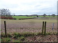 View cross sheep pasture and fields