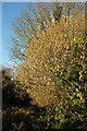 Catkins near Broadsands