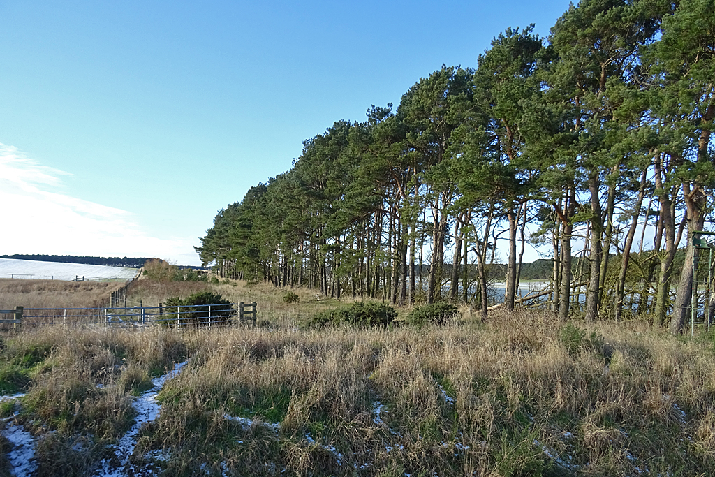 shelter-belt-anne-burgess-geograph-britain-and-ireland