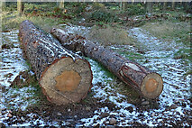 NJ2866 : Large Logs by Anne Burgess