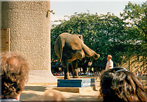 TQ2883 : Elephant showing off its ballet skills, London Zoo by Humphrey Bolton