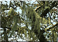 SX6761 : Beard lichen, Brent Fore Hill by Derek Harper